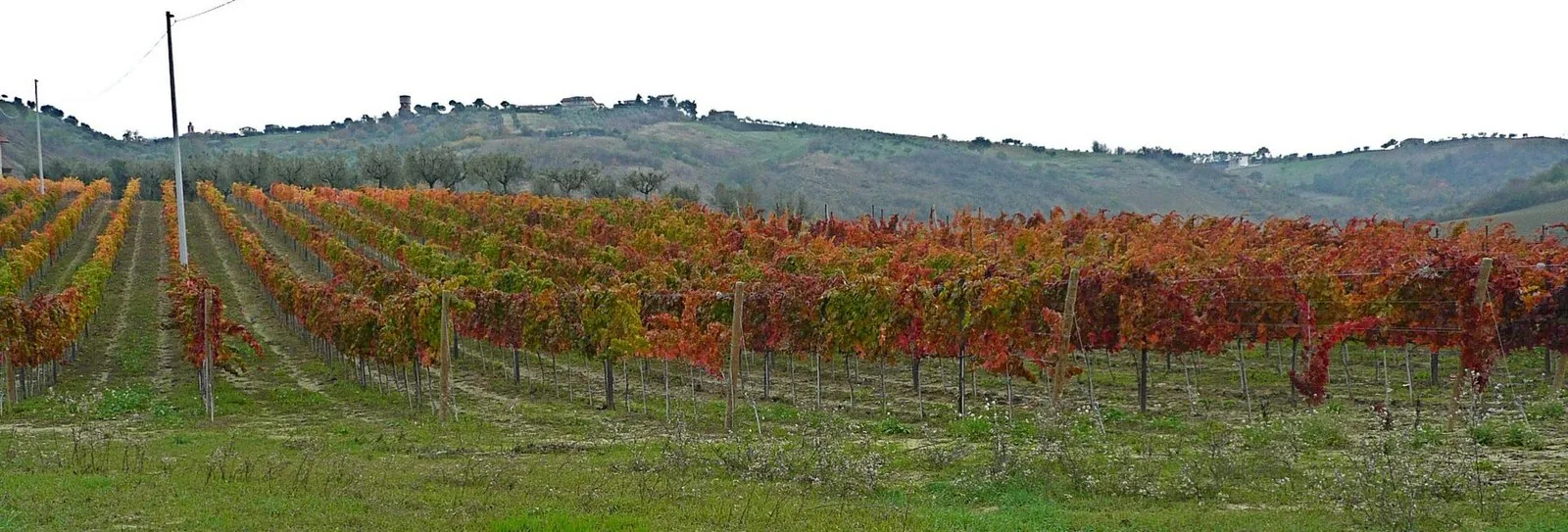 Filari di Montepulciano d'Abruzzo in autunno